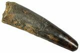 Fossil Spinosaurus Tooth - Feeding Worn Tip #345492-1